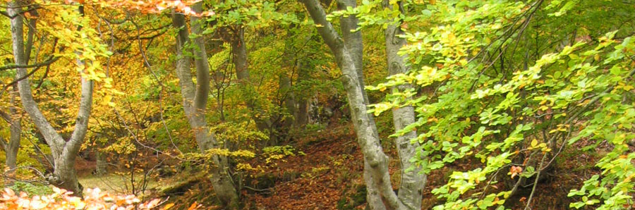 bosque de hayas