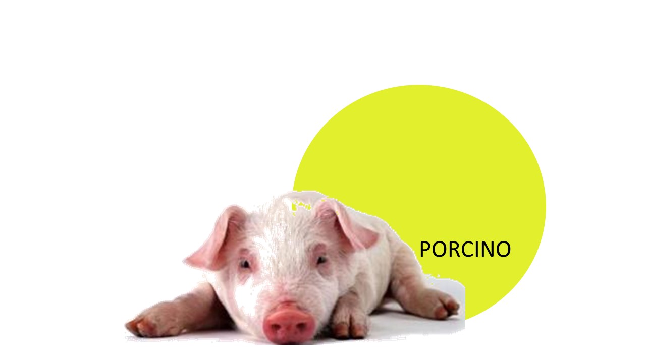 foto #3 de entrada del blog: Protocolo IAWS  Interporc Animal Welfare Spain (IAWS)